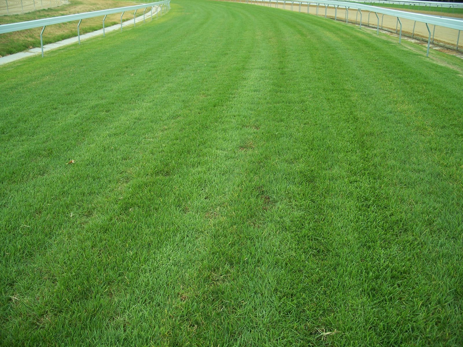 Kenda Kikuyu Grass