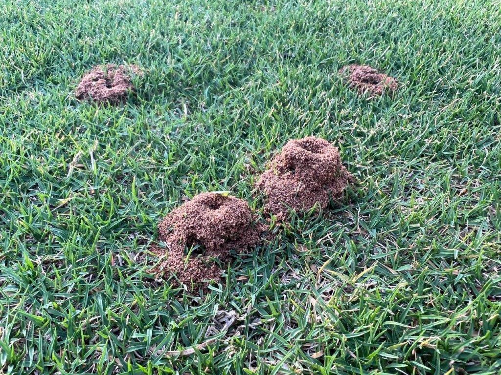ants in lawn