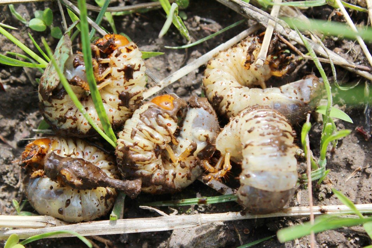 Black beetle larvae on grass