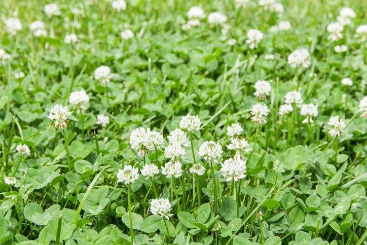 Lawn with Broadleaf Weeds
