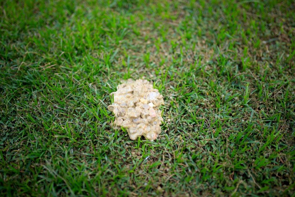 Slime Mould forming on Lawn
