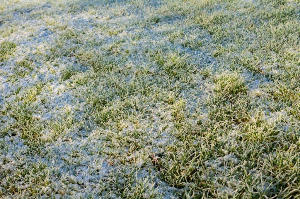 Winter Frost on Lawn