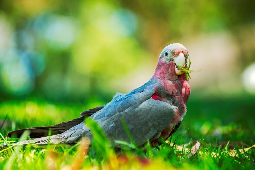 Galah Pulling Up Lawn