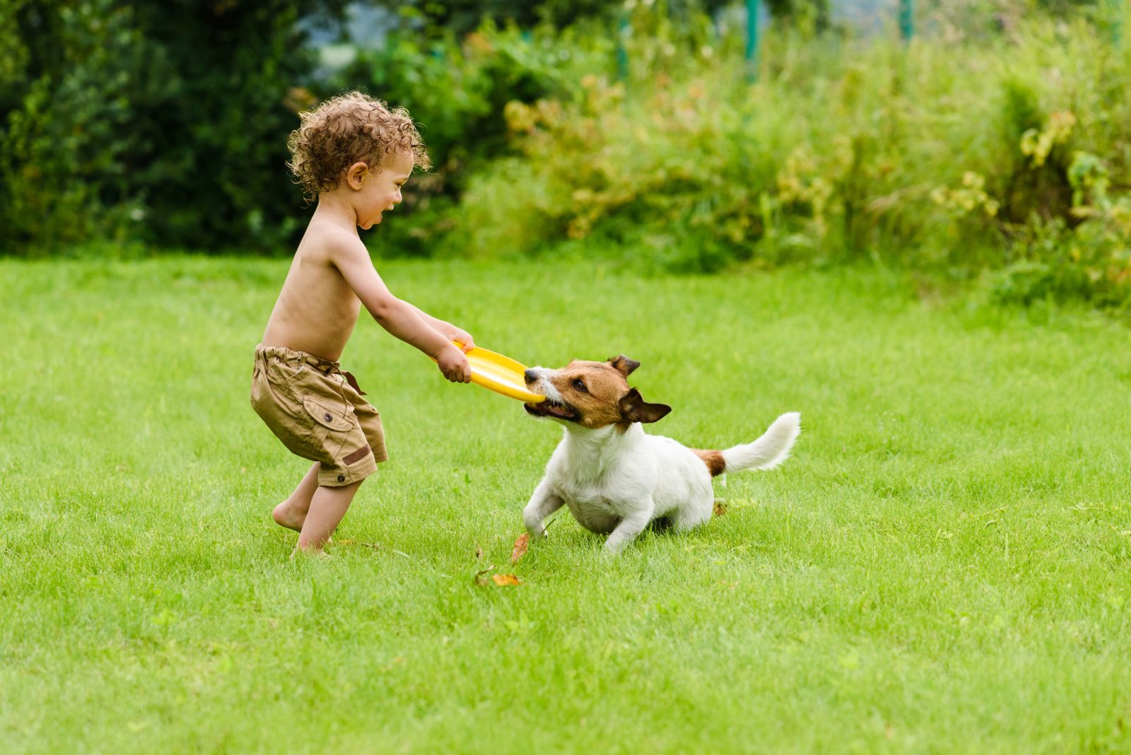 Playing Kid with Frisbee and Dog on Santa ana turf
