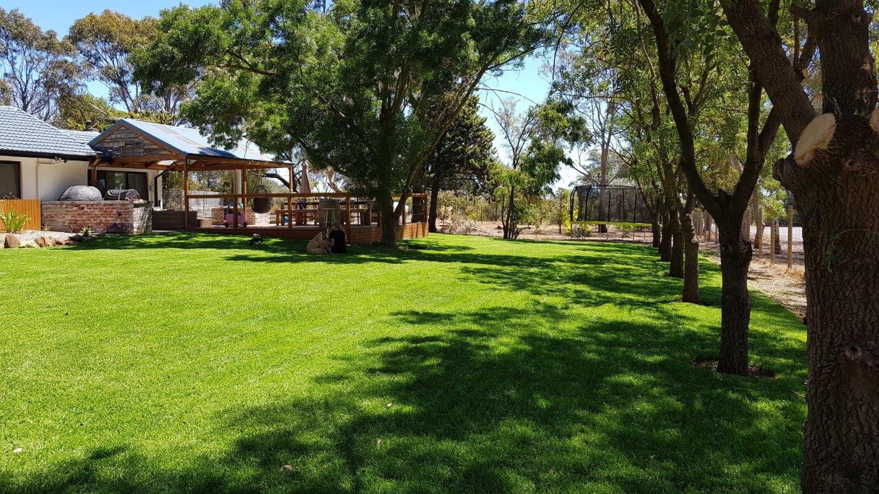 Kikuyu Lawn