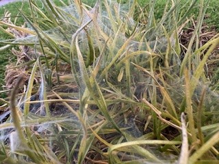 Lawn infested with Red Spider Mites