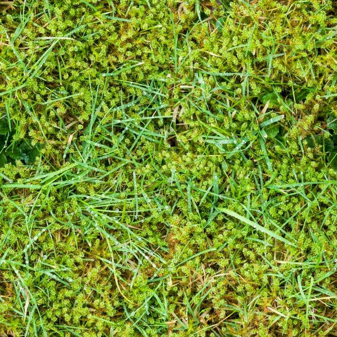 Moss & Algae Growing on Lawn