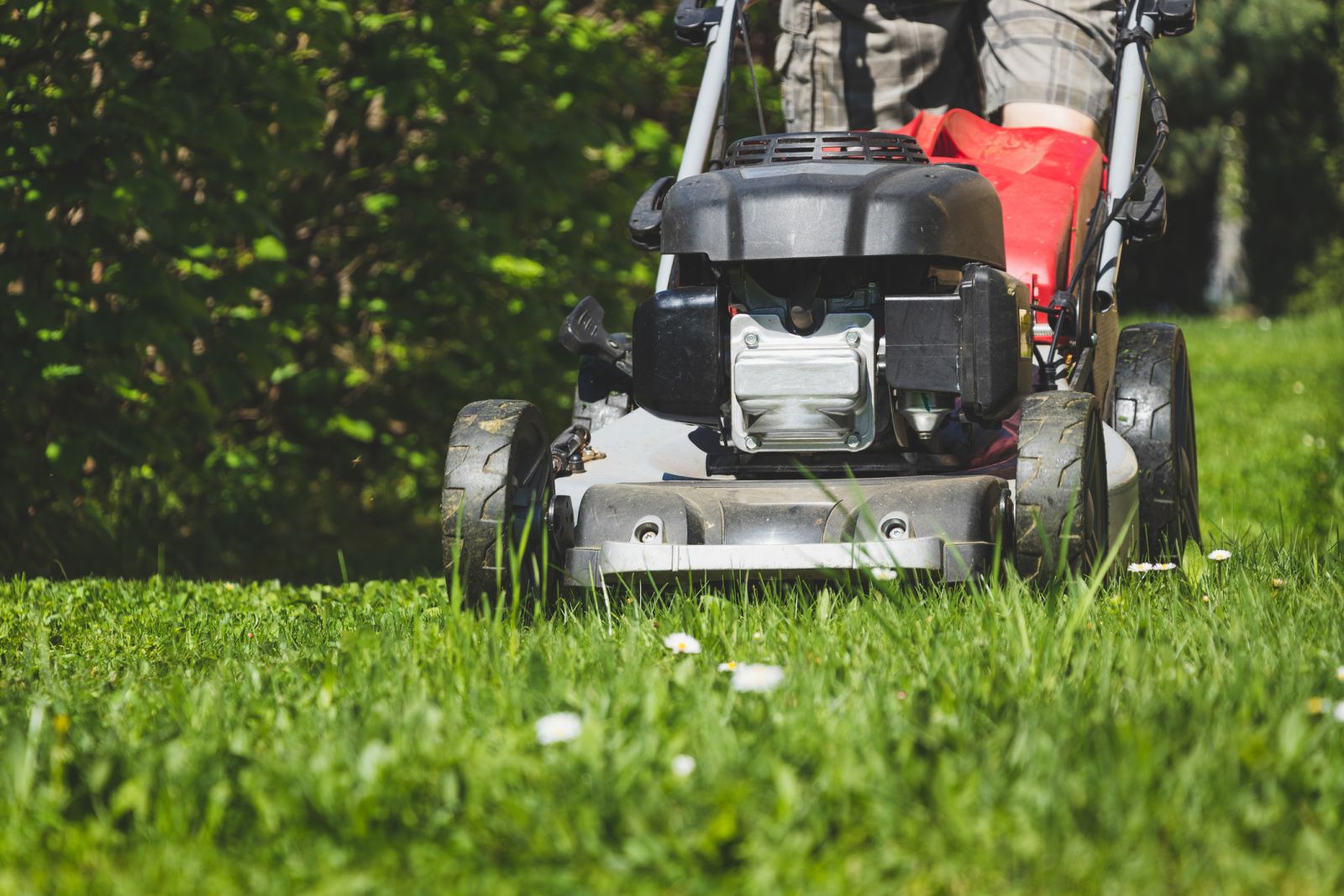 Mowing buffalo grass