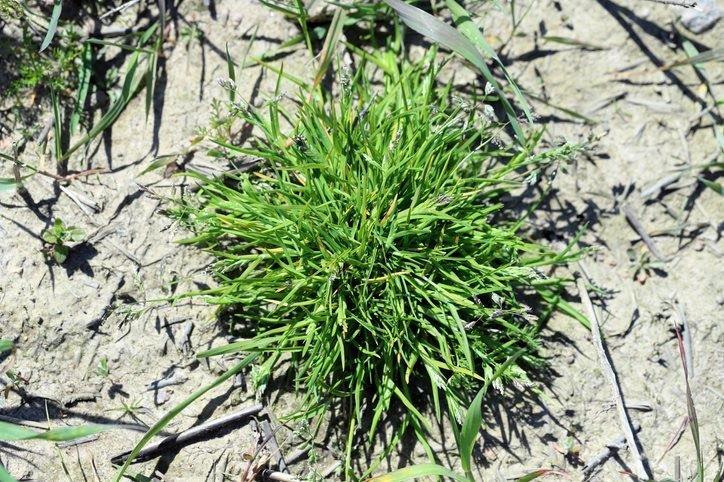 Winter Grass/Poa Annua Grass