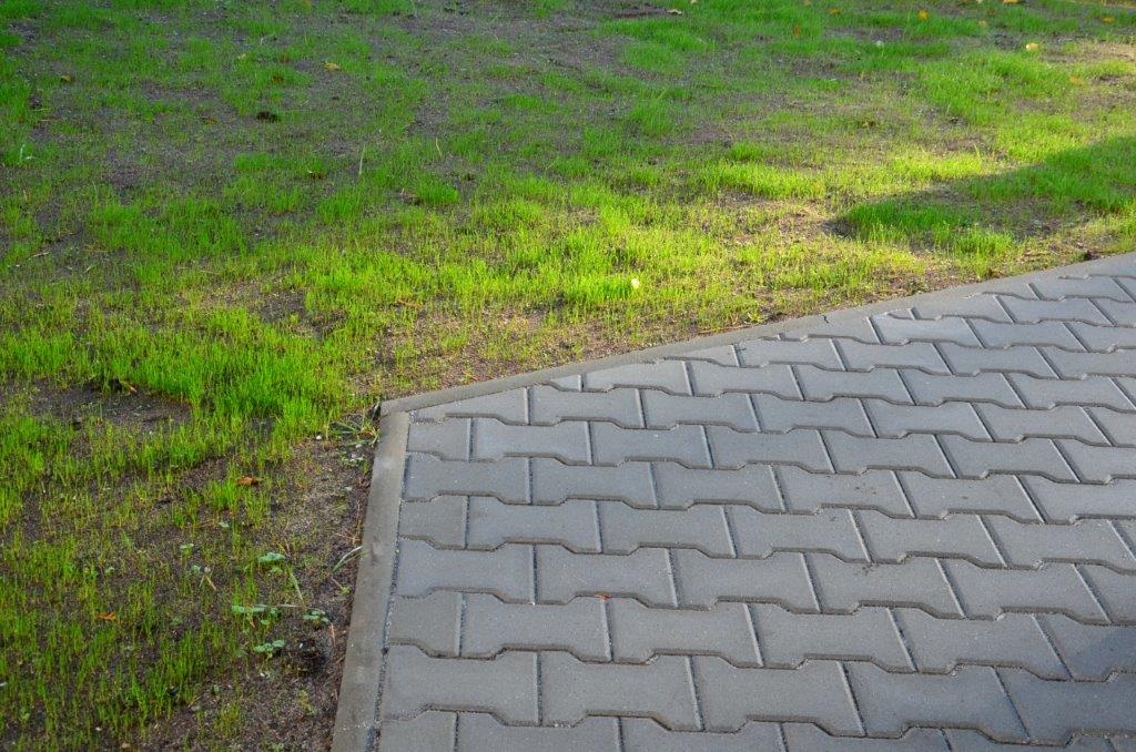 lawn seed germinating
