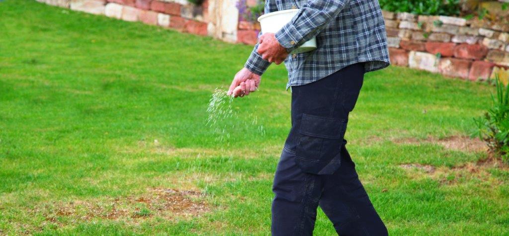 Person sowing Lawn Seed