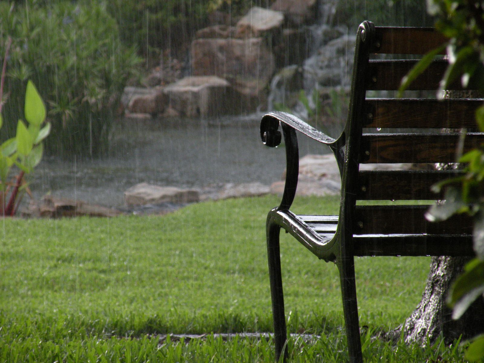 Rain Falling on Green Lawn