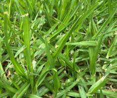 Buffalo Grass