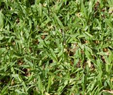 Kikuyu Grass