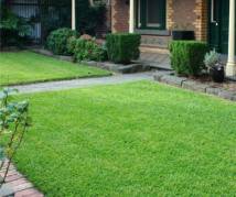 Buffalo Grass