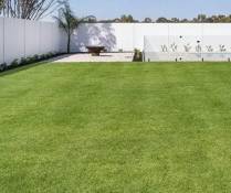 Kikuyu Grass