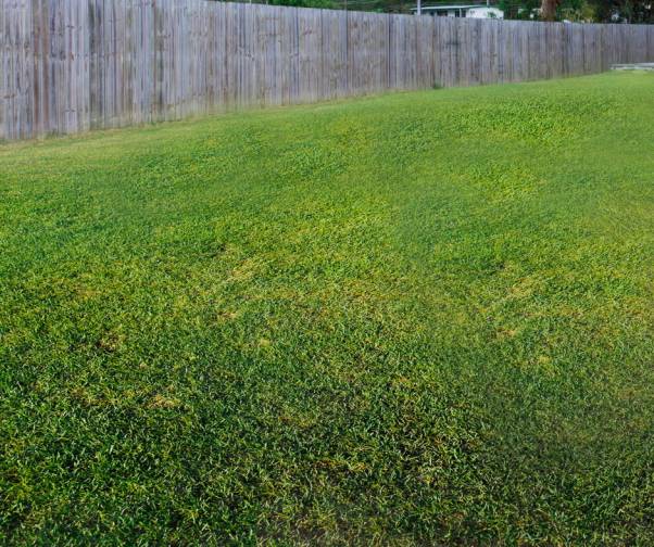Common Grass 