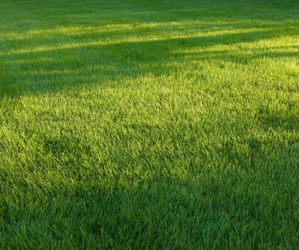 Warm-Season Grasses