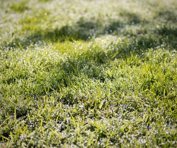 Cool-Season Grasses