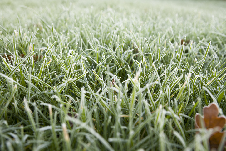 frozen blades of grass