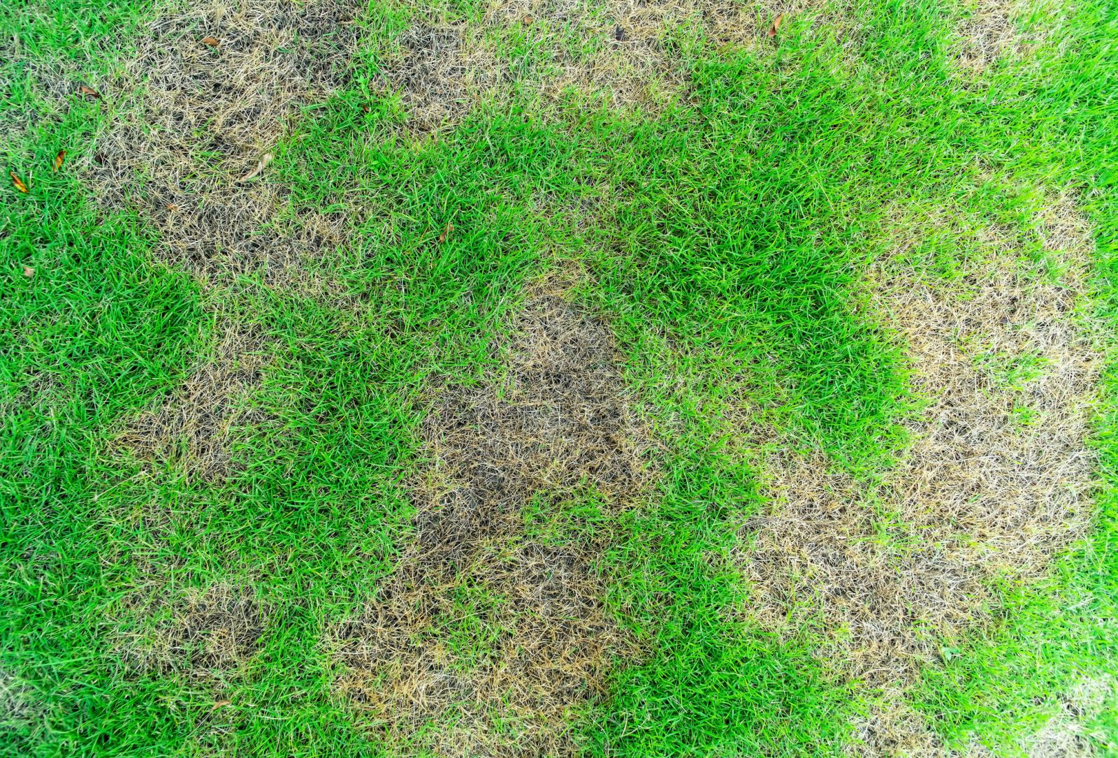 Lawn with Turf Disease