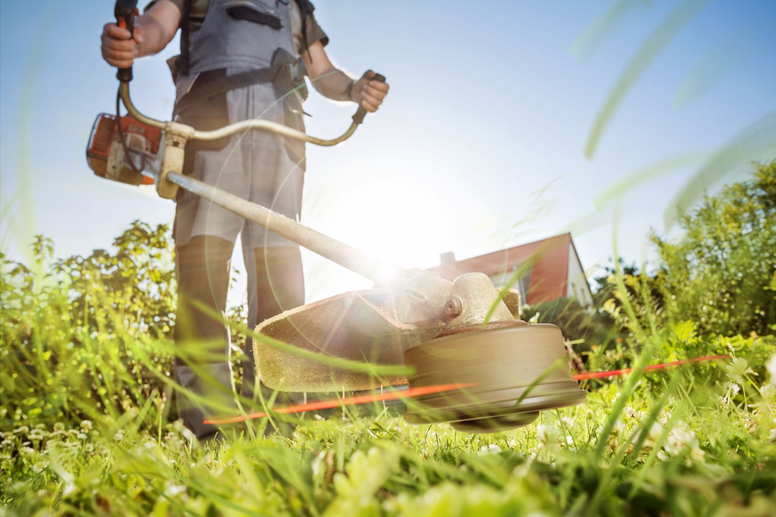 Mowing Kenda kikuyu