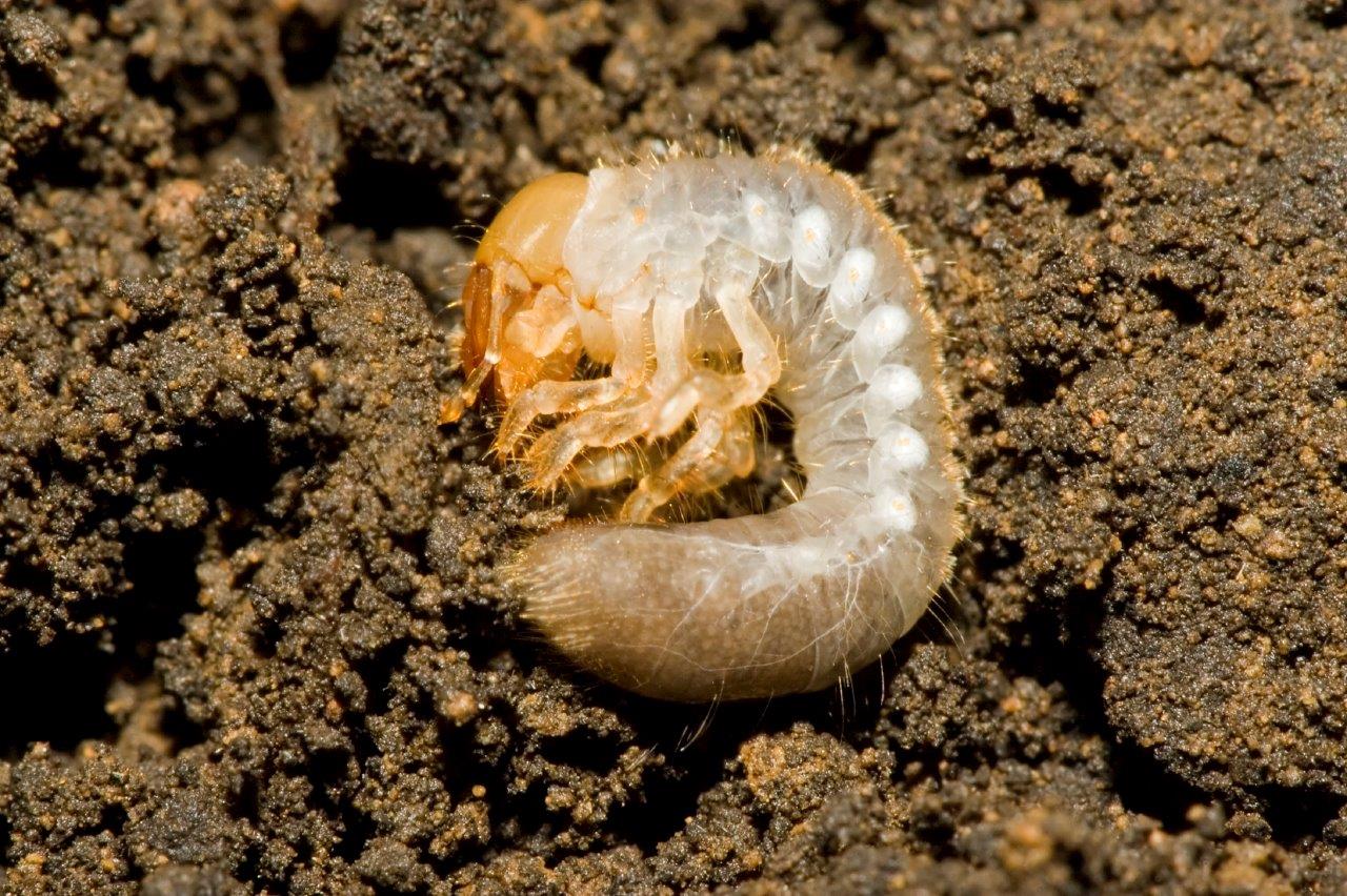 lawn grubs