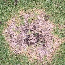 fungal disease on lawn