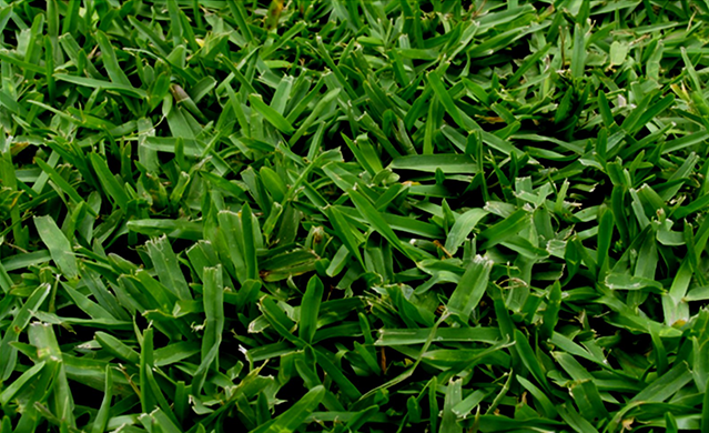 Kings Pride Buffalo Turf image