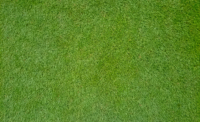 Santa Ana Couch Turf image