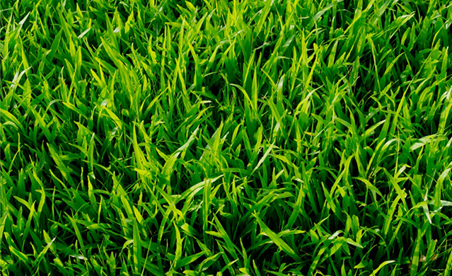 Fine Leaf Kikuyu image