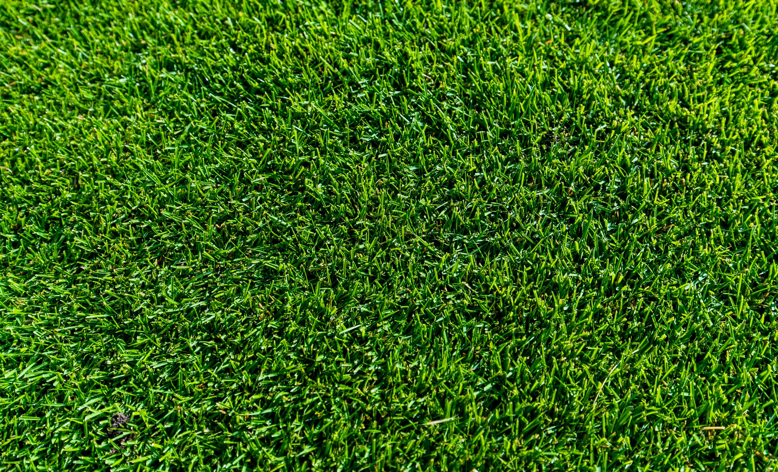 TifTuf Bermuda image